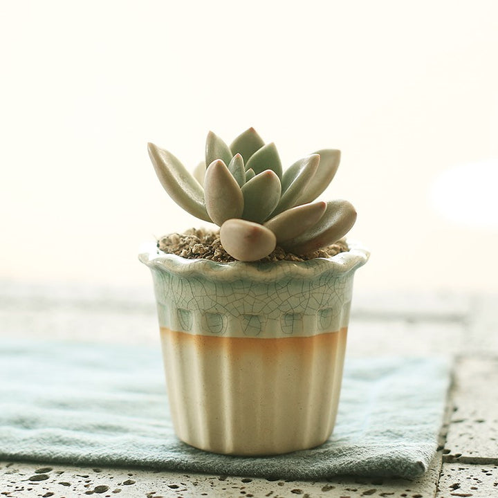 Succulent flowerpot furniture indoor potted plants-Super Amazing Store