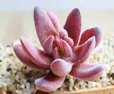 Indoor Succulent Green Plants Simulation Plants Decorative Flowers And Plants-Super Amazing Store