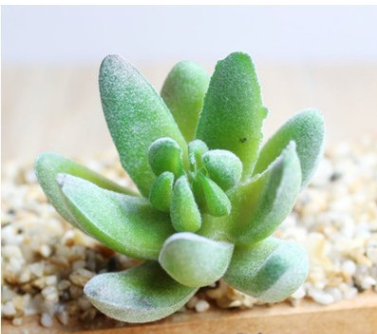 Indoor Succulent Green Plants Simulation Plants Decorative Flowers And Plants-Super Amazing Store