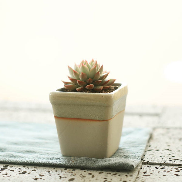 Succulent flowerpot furniture indoor potted plants-Super Amazing Store