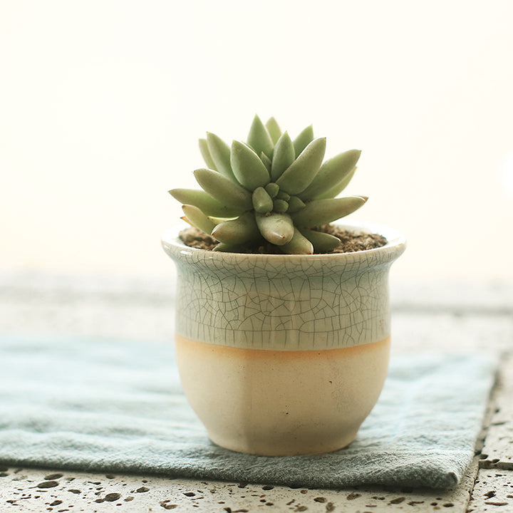 Succulent flowerpot furniture indoor potted plants-Super Amazing Store